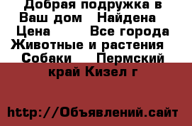 Добрая подружка,в Ваш дом!!!Найдена › Цена ­ 10 - Все города Животные и растения » Собаки   . Пермский край,Кизел г.